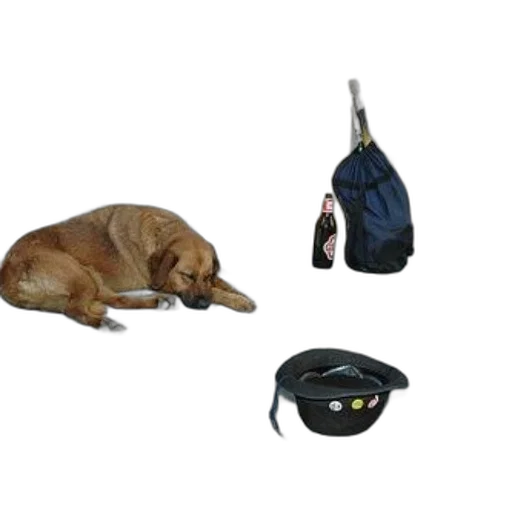 staff, dog, laying, ground transparent PNG cut-out