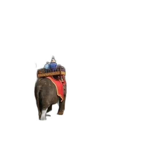 hat, crown, animal, jewelry transparent PNG cut-out