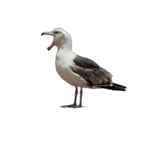animal, staff, creature, food transparent PNG cut-out