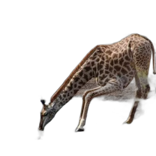 animal, creature, staff, dragon transparent PNG cut-out