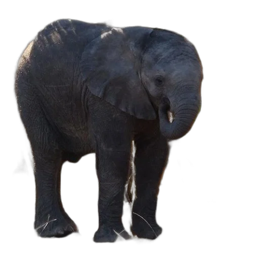 animal, creature, staff, weapon transparent PNG cut-out