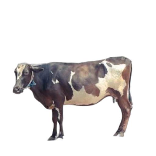 animal, food, creature, jewelry transparent PNG cut-out