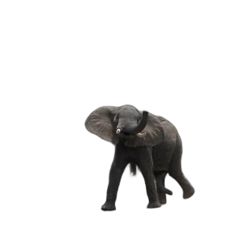 animal, creature, hat, staff transparent PNG cut-out