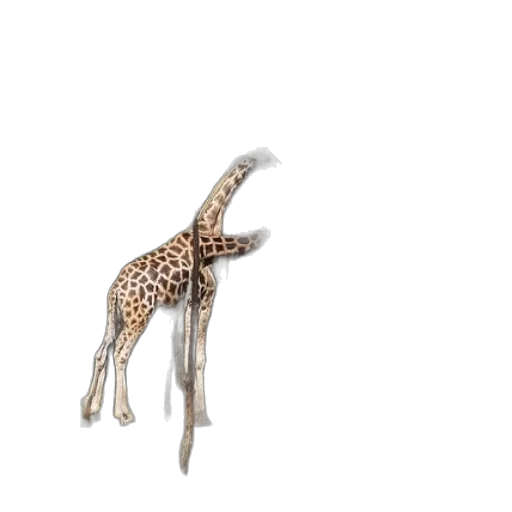 animal, creature, jewelry, staff transparent PNG cut-out