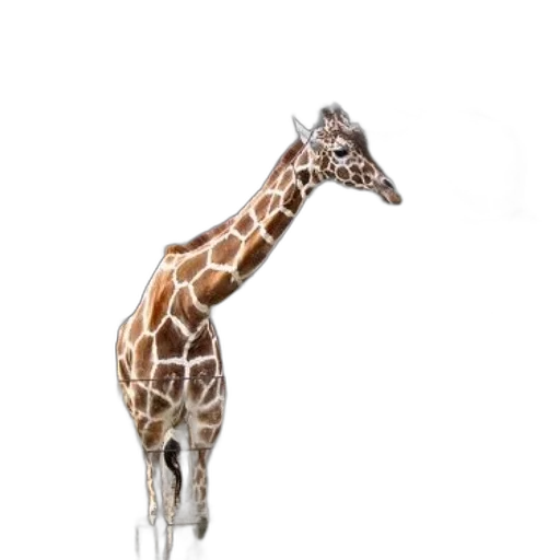 animal, creature, staff, dress transparent PNG cut-out