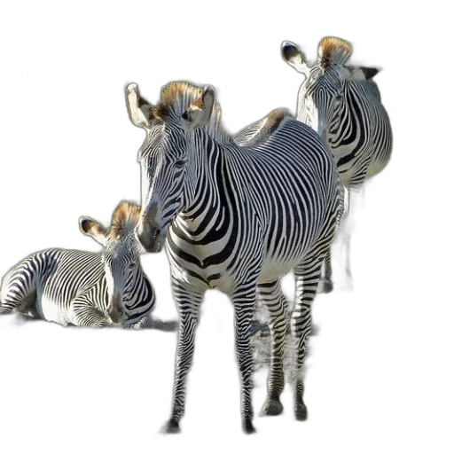 animal, creature, jewelry, furniture transparent PNG cut-out
