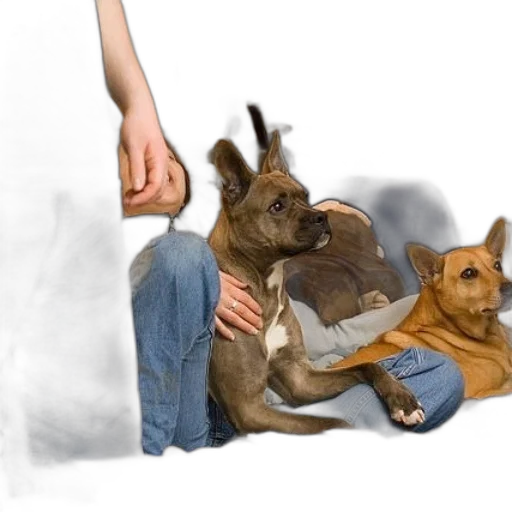 animal, creature, photorealistic, 3d render transparent PNG cut-out