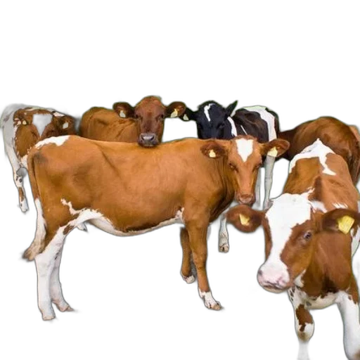 animal, food, jewelry, group transparent PNG cut-out