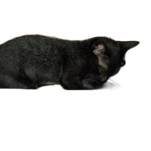 animal, staff, creature, hat transparent PNG cut-out