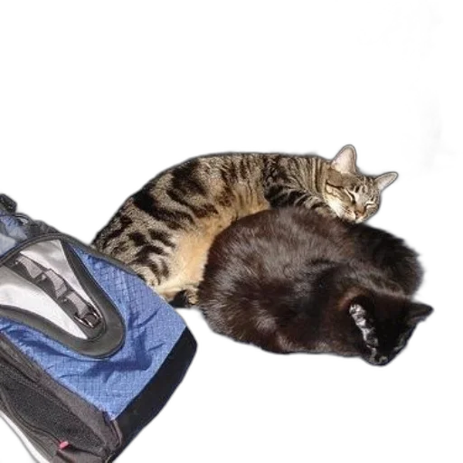 shoes, jacket, animal, creature transparent PNG cut-out