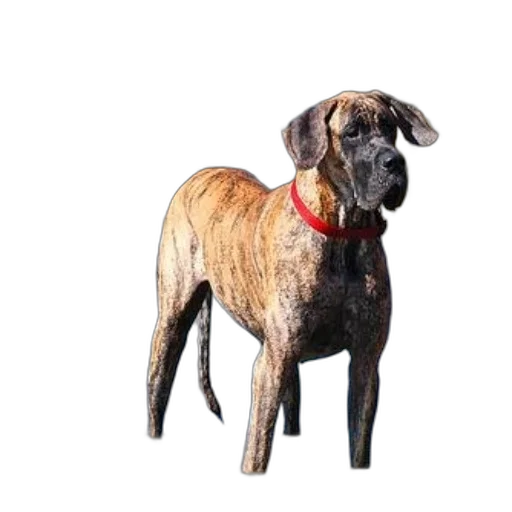 animal, staff, creature, jacket transparent PNG cut-out