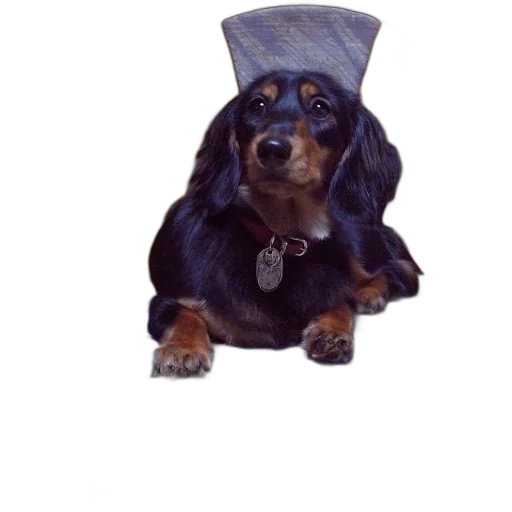 hat, crown, staff, animal transparent PNG cut-out