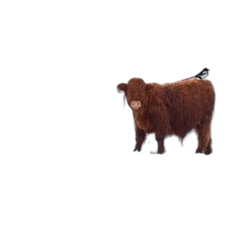 animal, hair, creature, food transparent PNG cut-out