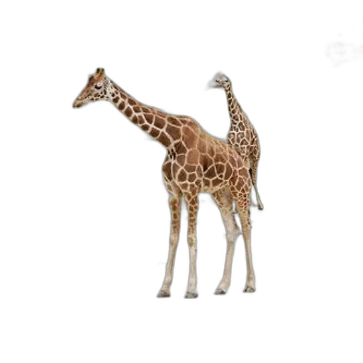 animal, creature, staff, weapon transparent PNG cut-out
