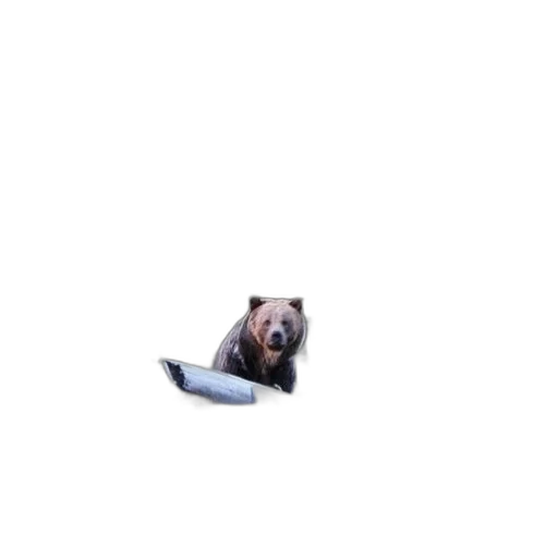 animal, creature, shoes, face transparent PNG cut-out
