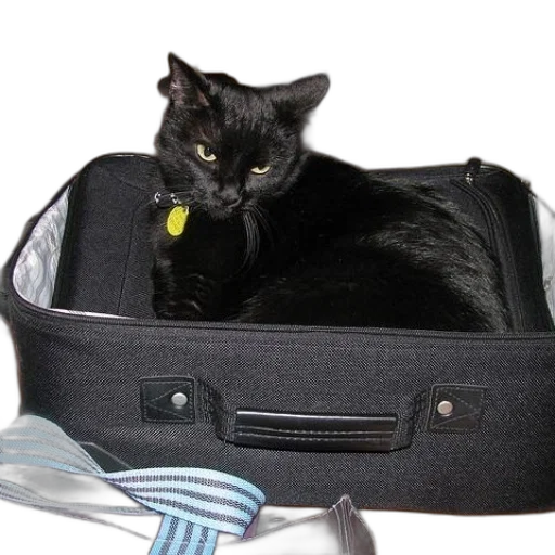 staff, animal, black, cat transparent PNG cut-out