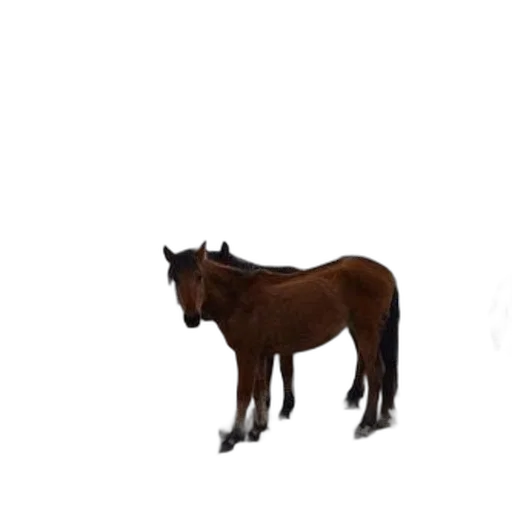 animal, creature, staff, crown transparent PNG cut-out