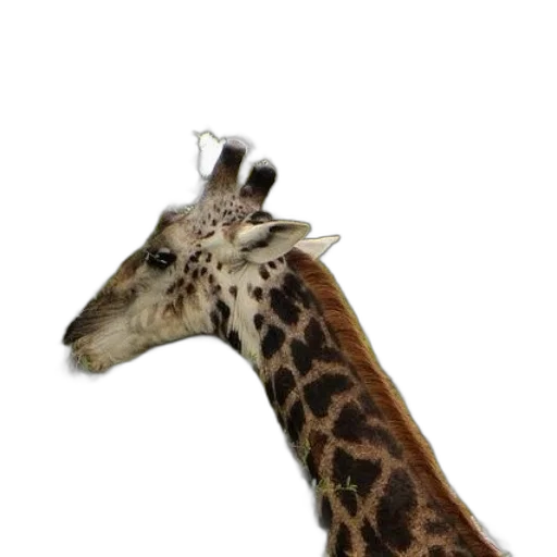 animal, staff, creature, hat transparent PNG cut-out