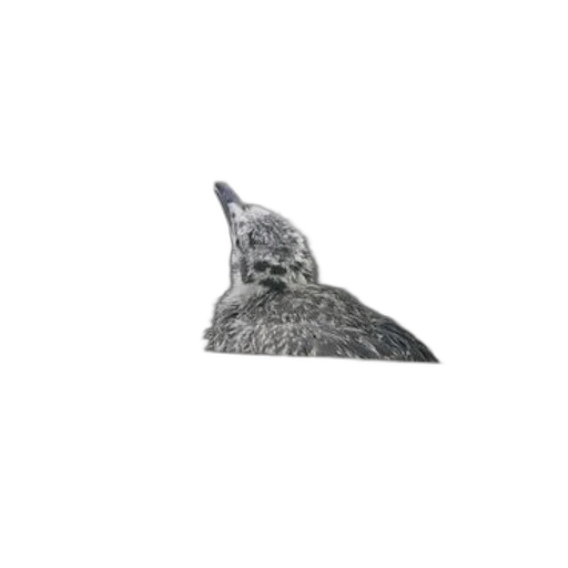 hat, animal, mask, crown transparent PNG cut-out