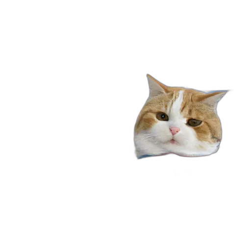 animal, face, creature, hat transparent PNG cut-out