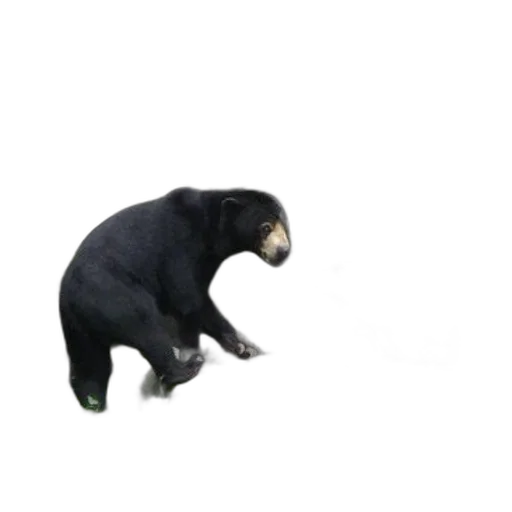 animal, creature, staff, 3d render transparent PNG cut-out