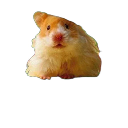 animal, hat, food, creature transparent PNG cut-out