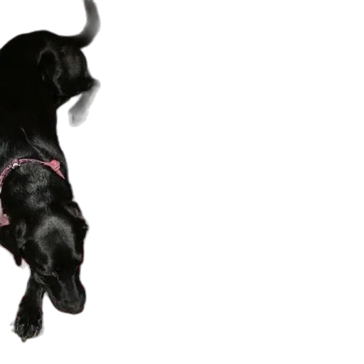 animal, creature, staff, photorealistic transparent PNG cut-out