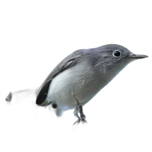 animal, creature, staff, robot transparent PNG cut-out