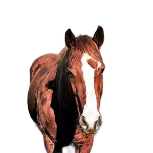 animal, creature, face, hair transparent PNG cut-out
