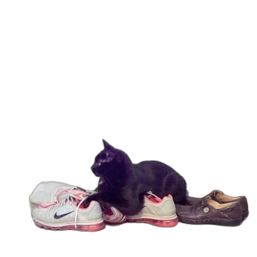 shoes, animal, photorealistic, two transparent PNG cut-out