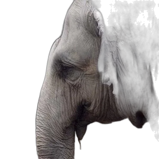 animal, creature, face, photorealistic transparent PNG cut-out