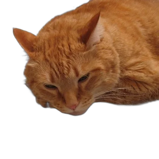animal, creature, face, staff transparent PNG cut-out