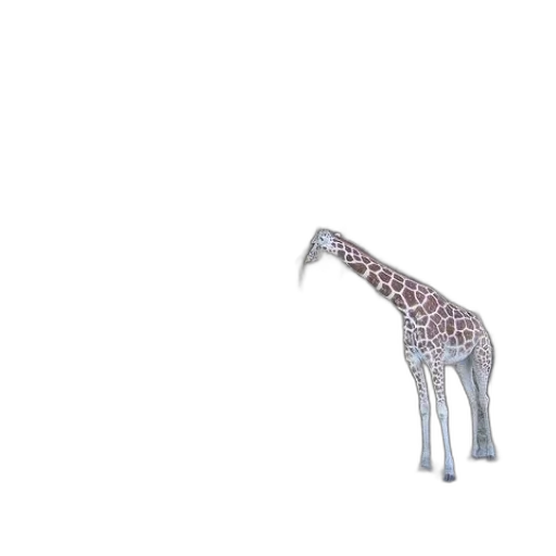animal, creature, weapon, umbrella transparent PNG cut-out