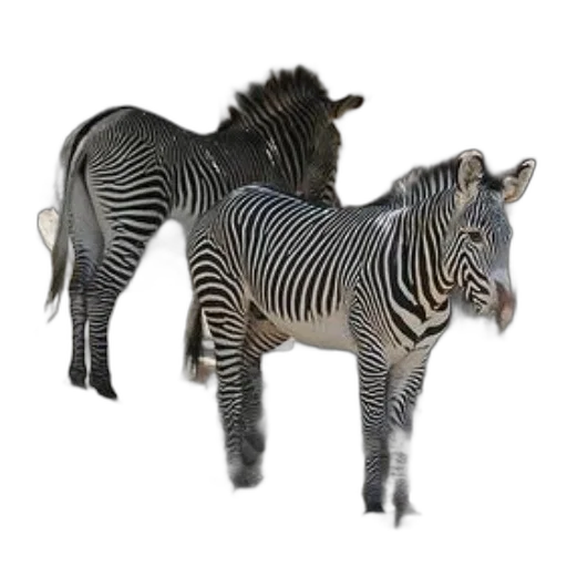 animal, creature, furniture, jewelry transparent PNG cut-out