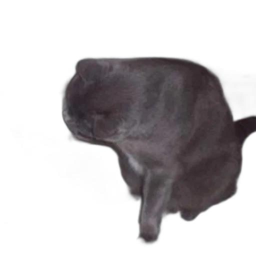 animal, creature, hat, mask transparent PNG cut-out