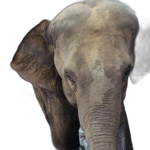 animal, face, creature, staff transparent PNG cut-out
