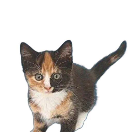 animal, staff, creature, weapon transparent PNG cut-out