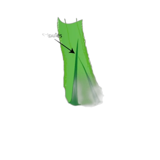 umbrella, staff, dress, tree transparent PNG cut-out