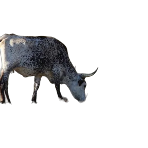 animal, creature, dragon, weapon transparent PNG cut-out