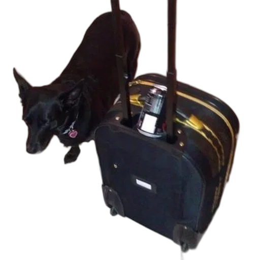 staff, animal, black, dog transparent PNG cut-out