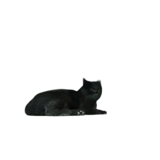 animal, staff, creature, hat transparent PNG cut-out