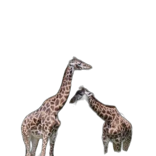 animal, creature, shoes, umbrella transparent PNG cut-out