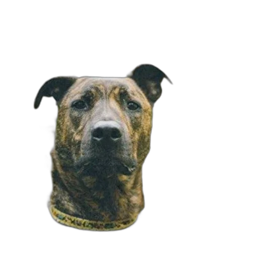 animal, staff, face, creature transparent PNG cut-out