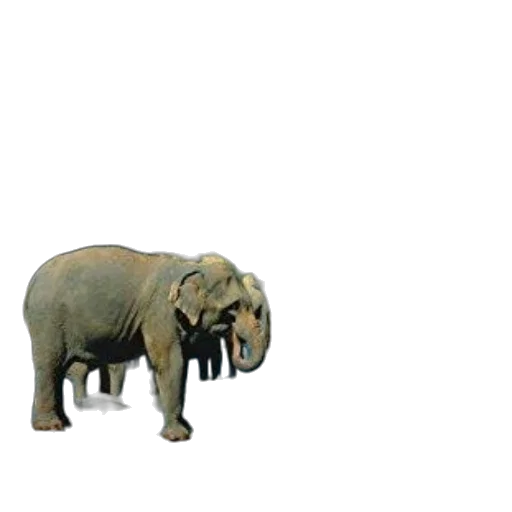 animal, creature, staff, weapon transparent PNG cut-out