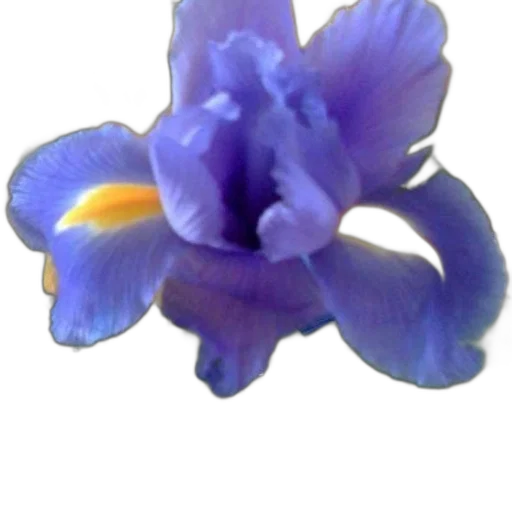 flower, crown, jewelry, staff transparent PNG cut-out