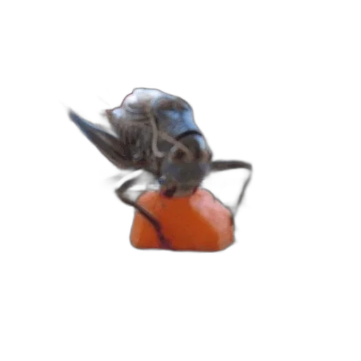 robot, dragon, weapon, hat transparent PNG cut-out