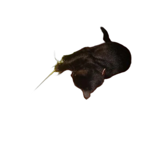 animal, staff, hair, creature transparent PNG cut-out