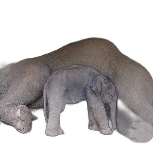 animal, creature, 3d render, photorealistic transparent PNG cut-out