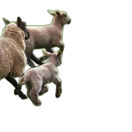 animal, 3d render, concept art, photorealistic transparent PNG cut-out