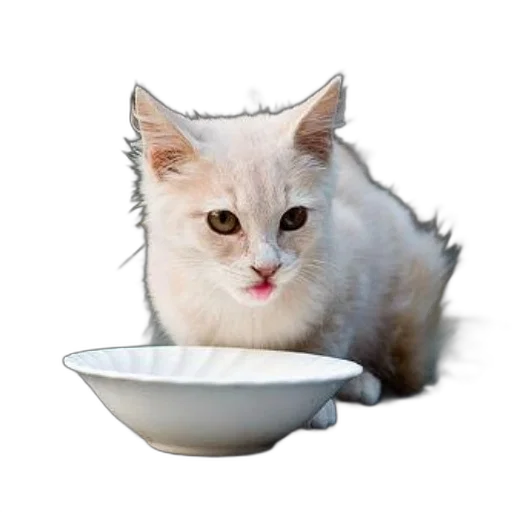 food, animal, creature, hat transparent PNG cut-out